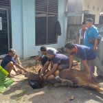 Idul Adha 1447 H, PWI Sumsel Sembelih 4 Ekor Sapi dan I Kambing