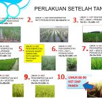 Penerapan Teknologi Probiotik Zero Waste pada Pertanian Padi di Gorontalo
